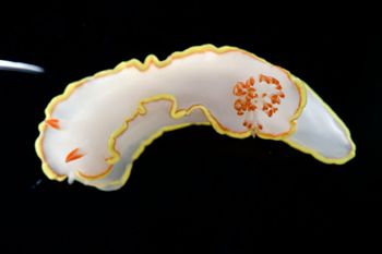 Media type: image;   Malacology 381343